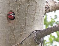 Red naped Sapsucker 3520